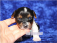 /album/biewer-yorkshire-terrier-rude-frei1/folie3-1-jpg/